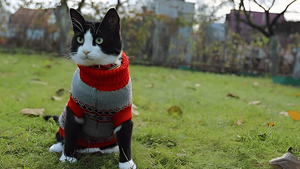 Keeping Your Pet Stylish and Comfortable