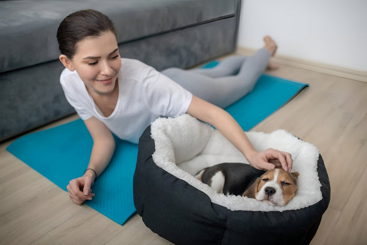 Creating Comfort with the Perfect Pet Bed