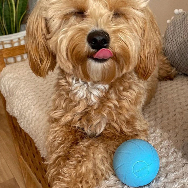 Interactive Pet Teasing Stick and Smart Rolling Ball Toy